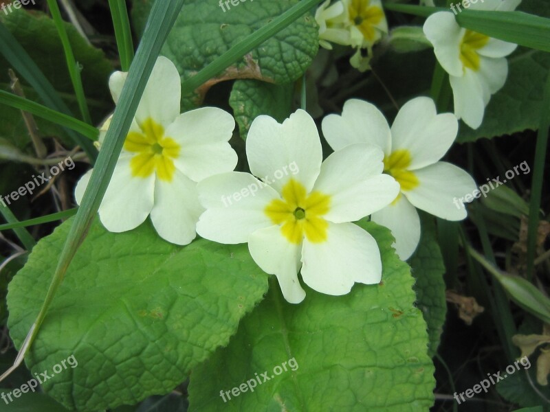 Primrose Spring Flower Petals Free Photos