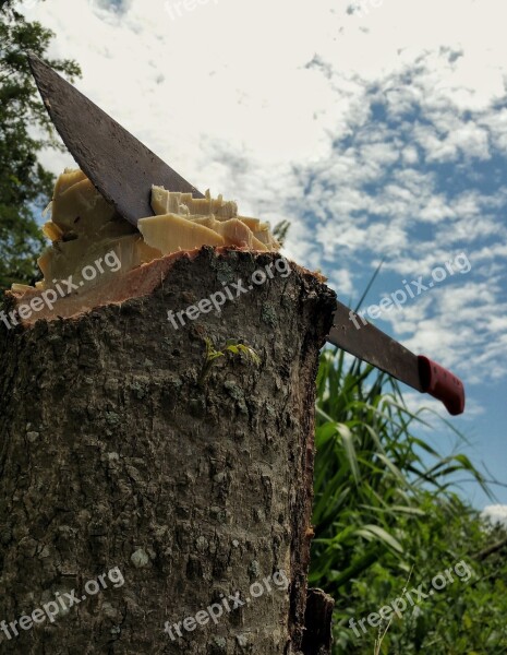 Machete Work Chop Stump Bark