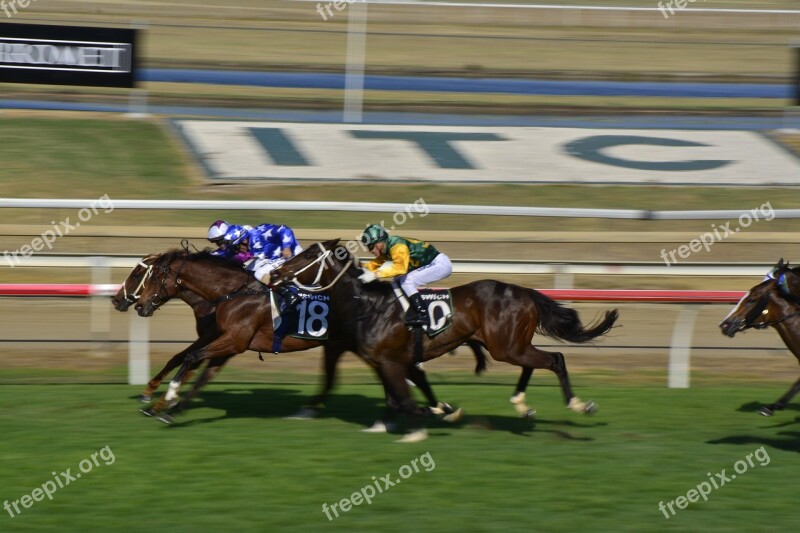 Horseracing Turf Horse Racehorse Animal