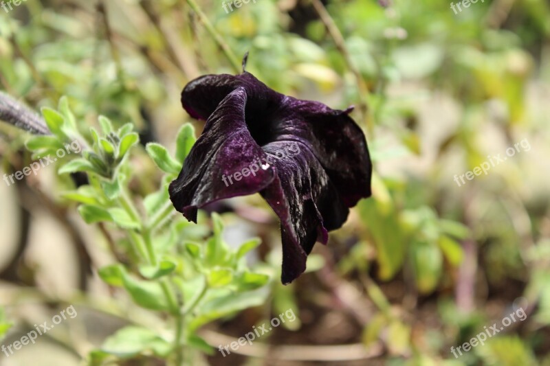 Wilting Flower Black Flower Wilted Plant Flora