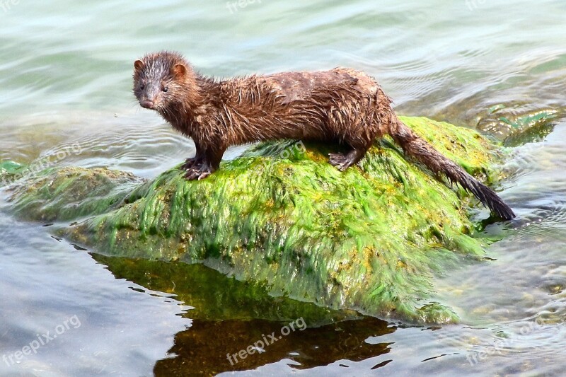 American Mink Aquatic Animal Lake Erie Free Photos