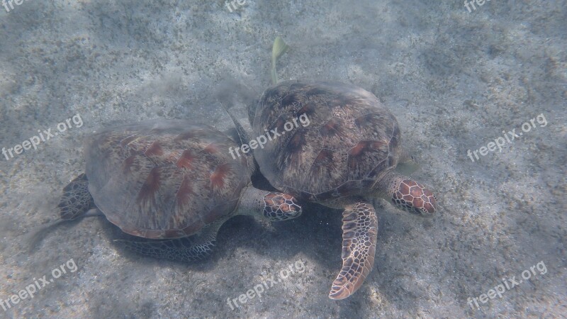 Turtle Animal Ocean Mayotte Free Photos