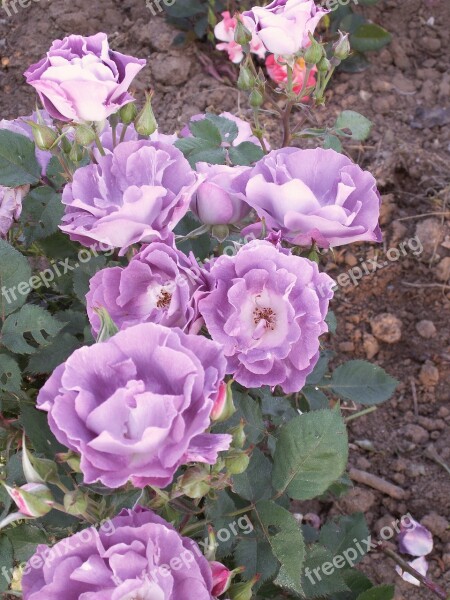 Pink Pacific Ocean Garden Massif Free Photos