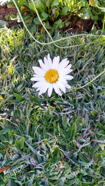 Flower Margaret Garden White Grass