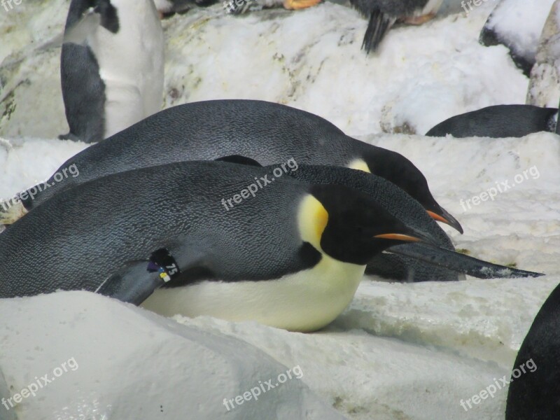 Penguins Zoo Animal Emperor Free Photos