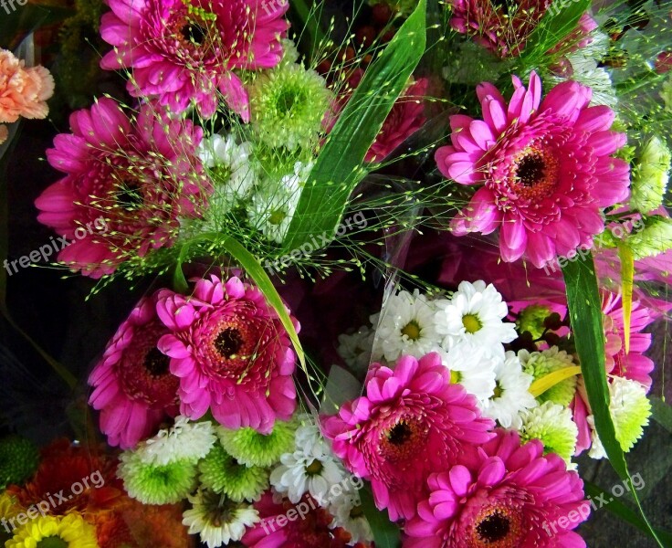 Gerbera Bouquet Pinkish-white Cut Flower Free Photos