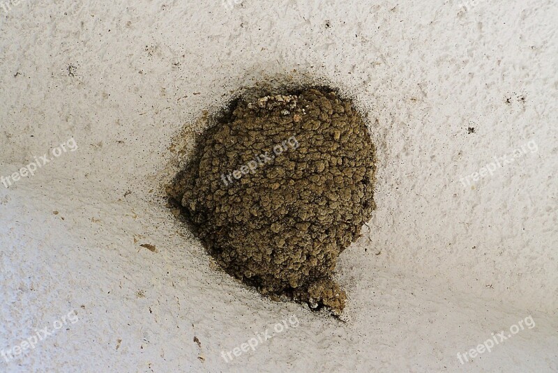 Swallow's Nest Bird Nest In The World We Free Photos