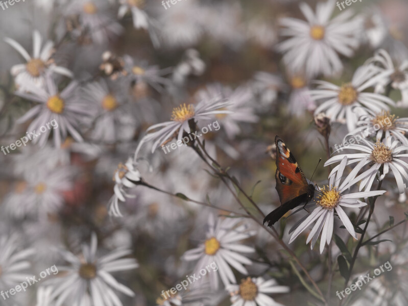 Butterfly Peacock Butterfly Insect Flowers Nature