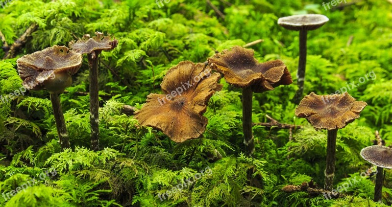 Mushrooms Autumn Forest Mushroom Picking Nature