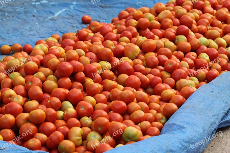 India Street Market Tomatoes Hyderabad Kondapur