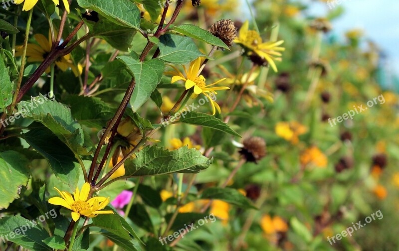 Słoneczniczki Rough Yellow Flowers Garden Flowers Autumn Flowers Flowering