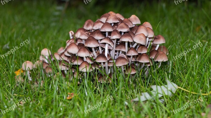 Mushrooms Autumn Nature Mushroom Picking Moist