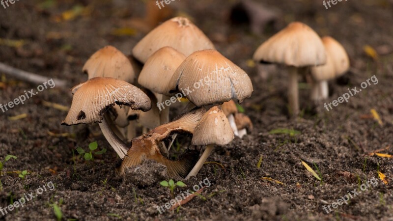 Mushrooms Autumn Nature Mushroom Picking Moist