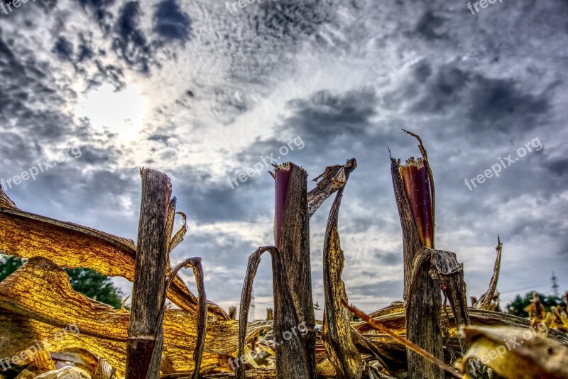 Corn Cut Off Harvest Harvested Agriculture