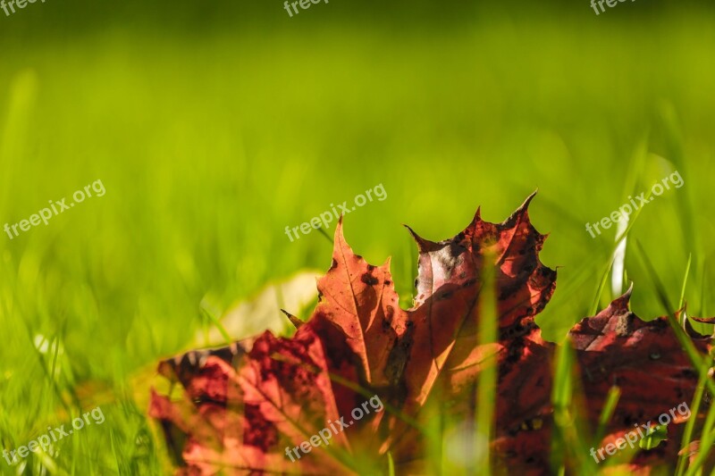 Autumn Beauty Paint Stroll Maple