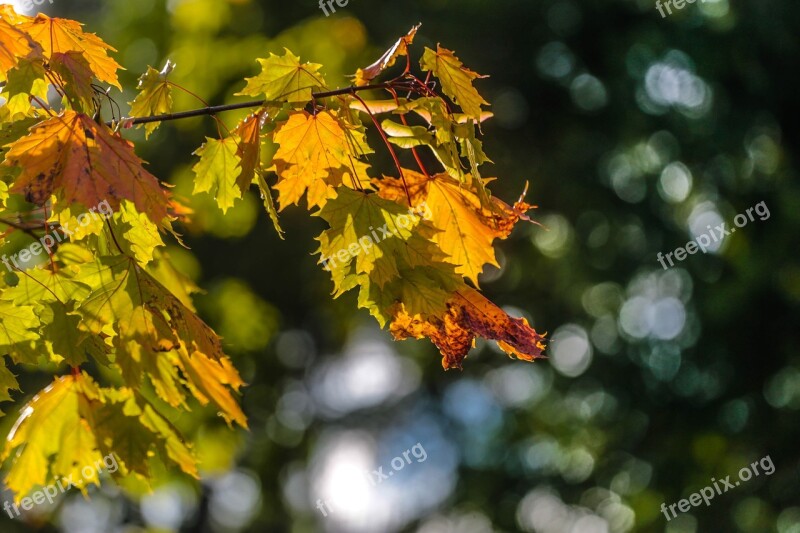 Autumn Beauty Paint Stroll Maple