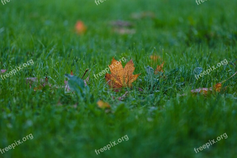 Autumn Beauty Paint Stroll Maple