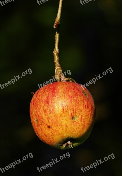 Apple The Last Apple Autumn Tree Apple Tree