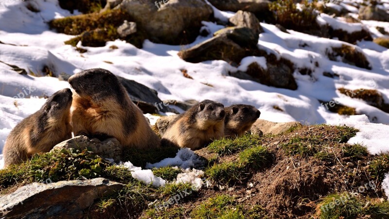 Marmots Snow Nature Autumn Animals