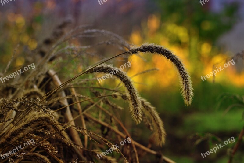 Dried Herbs Cut Grass Autumn Grass Free Photos