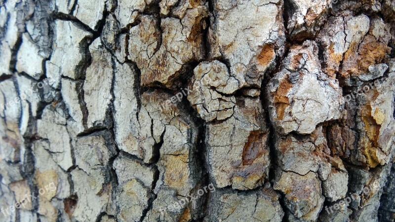 Tree Bark Texture Natural Pattern Free Photos