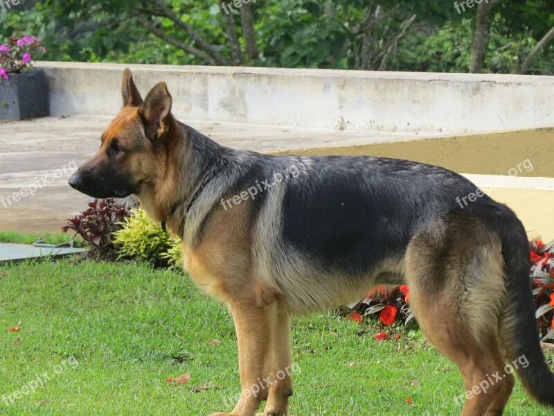 We Friend's Dog Guard Pastor German Shepherd Domestic Animals Dog