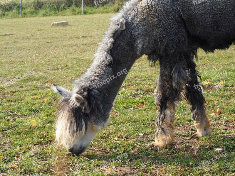 Lama Camel Paarhufer Animal Attention