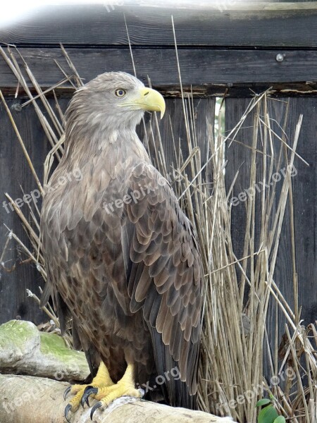 White-tailed Eagle Bird Of Prey Jastrzębiowaty Carnivorous Nature