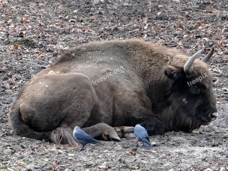 Bison łożyskowiec Bullish Ungulates Mammal