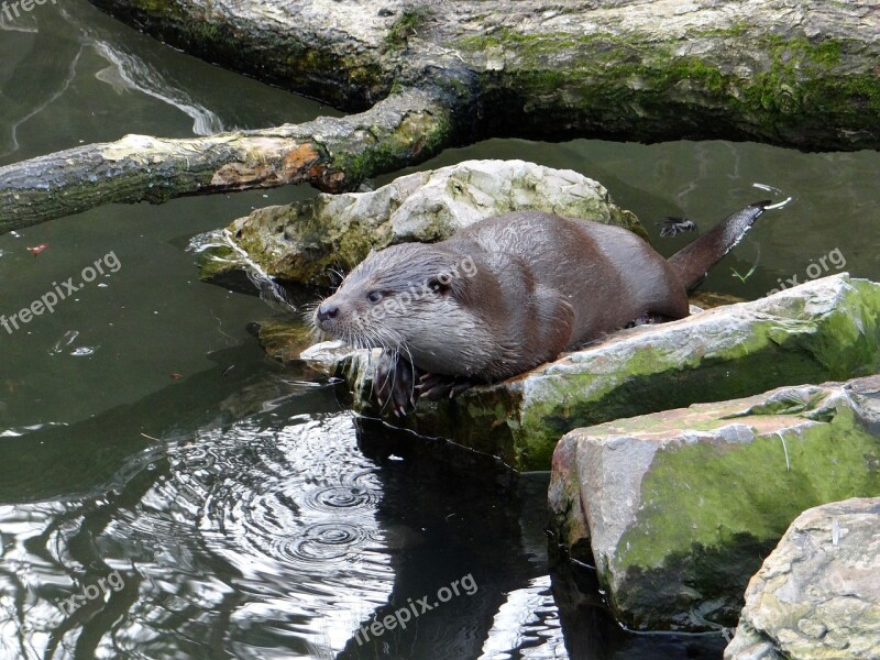 European Otter Lutra Lutra A Carnivorous Mammal Animal Nature