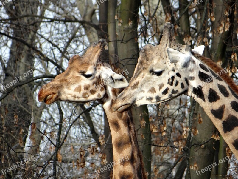 Giraffe Nature Tanzania Safari Wild