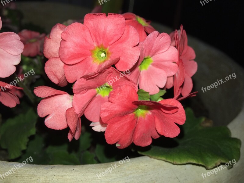 Spring Red Flower Red Nature Flowers