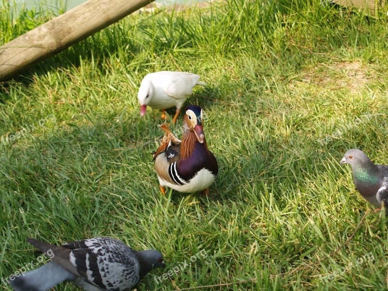 Duck And Pigeons Volatile Park Free Photos