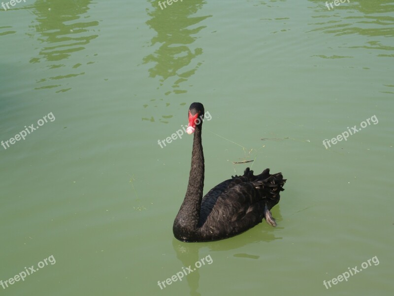 Black Swan Volatile Pond Free Photos