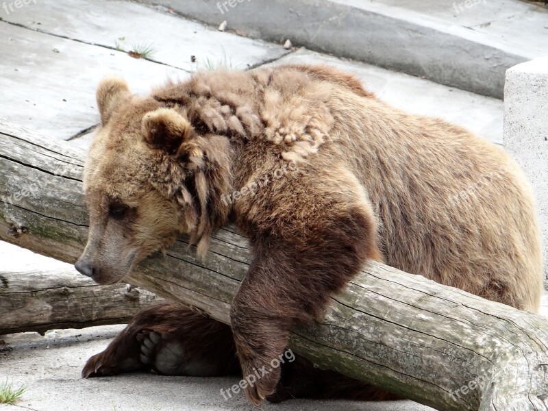 European Brown Bear The Bear Zoo Predator Feb