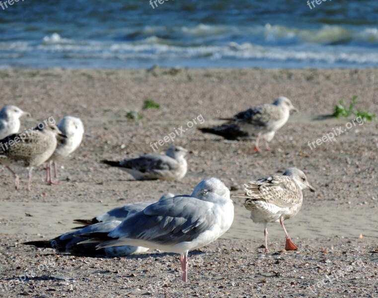 Gulls Beach Sea North Sea Sand Beach