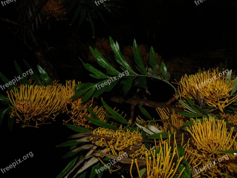 Tree Flowers Yellow Beautiful Color