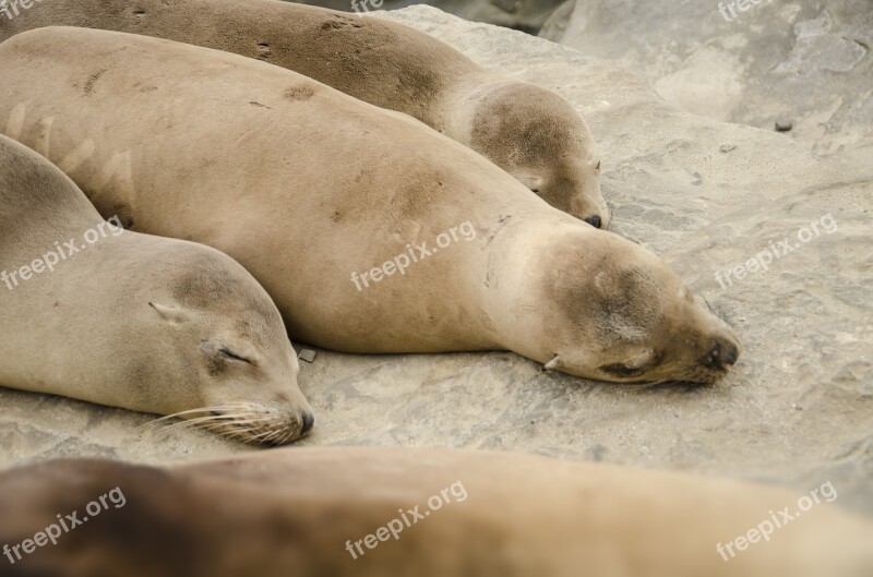 Usa California La Jolla Seal Sleeping