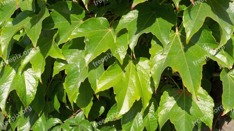 Ivy Green Creeper Fronds Free Photos