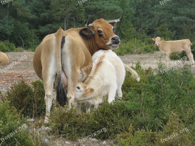 Cow Breastfeeding Agriculture Free Photos