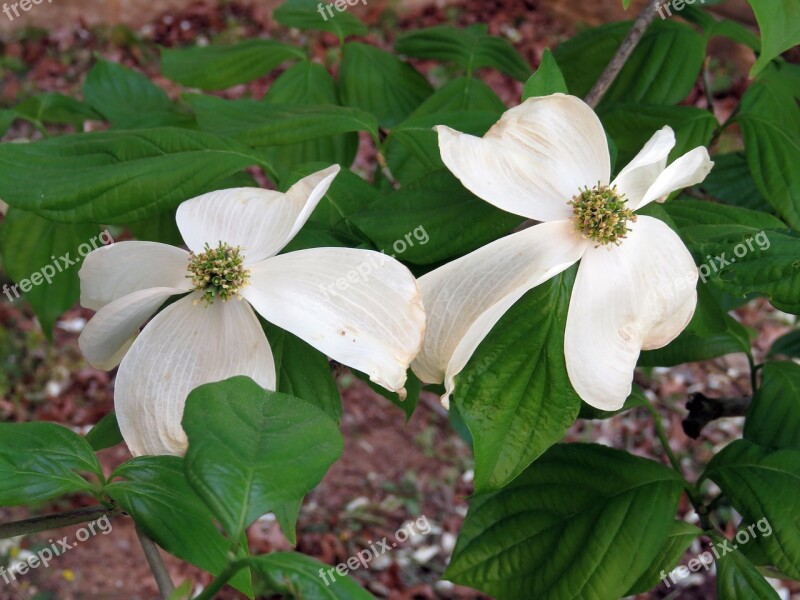 Dogwood Tree Flower Tree Nature Bloom