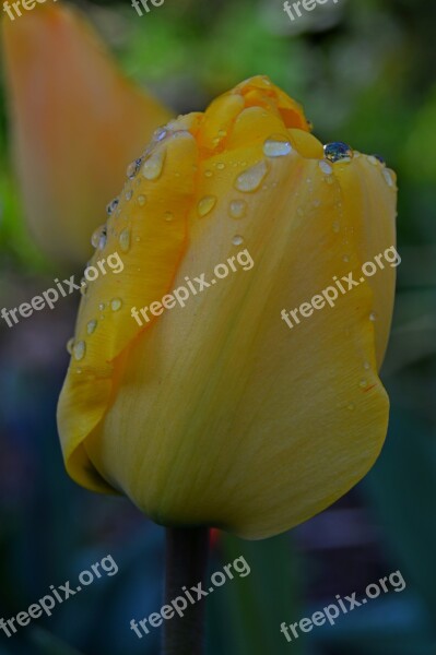 Flower Tulip Yellow Plant Beauty