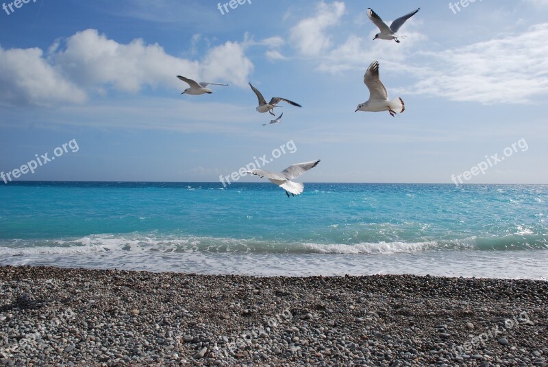 France Blue Sea The Mediterranean Sea Gulls Vacation