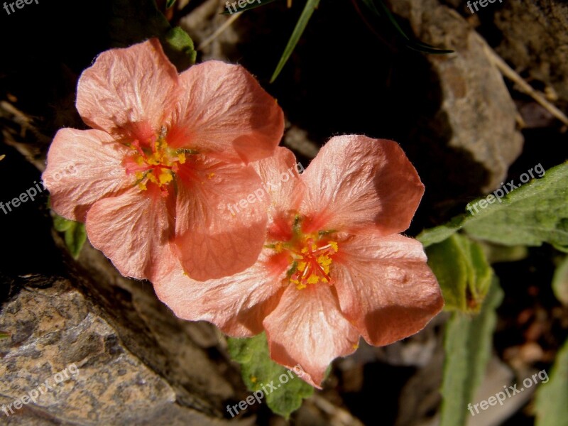 Wild Nature Plant Wildlife Wild Flowers Wild Field