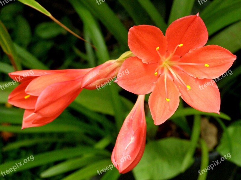 Flower Orange Flower Spring Pistils Petals