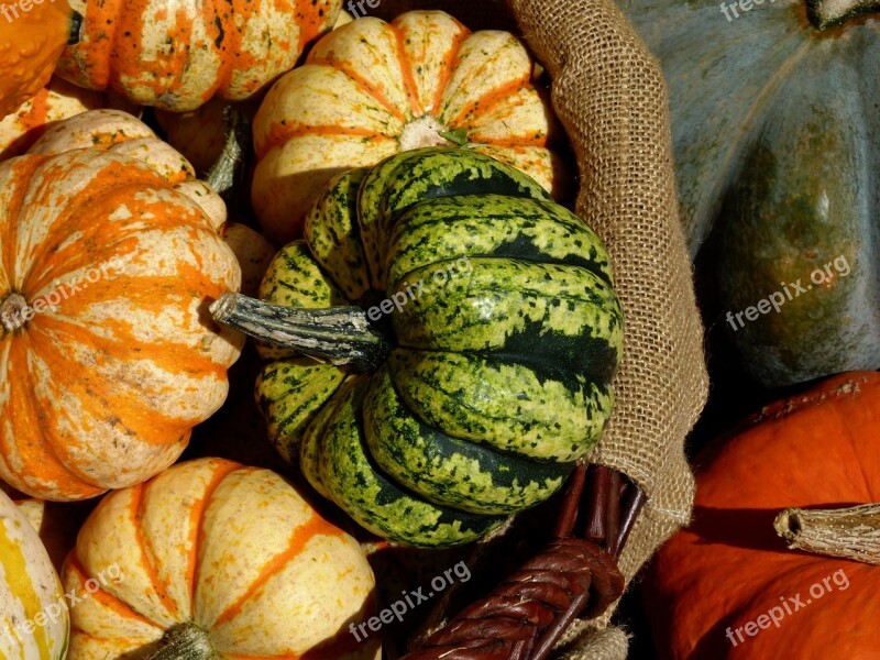 Thanksgiving Pumpkins Vegetables Harvest Pumpkin