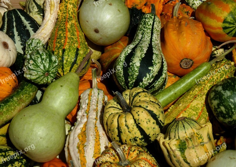 Thanksgiving Pumpkins Vegetables Harvest Pumpkin