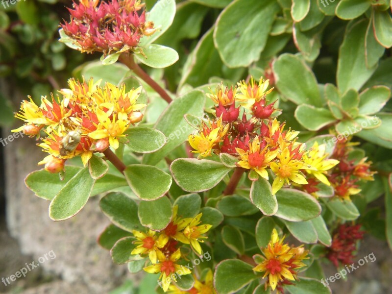 Ground Cover Flower Pointed Flower Plant Blossom