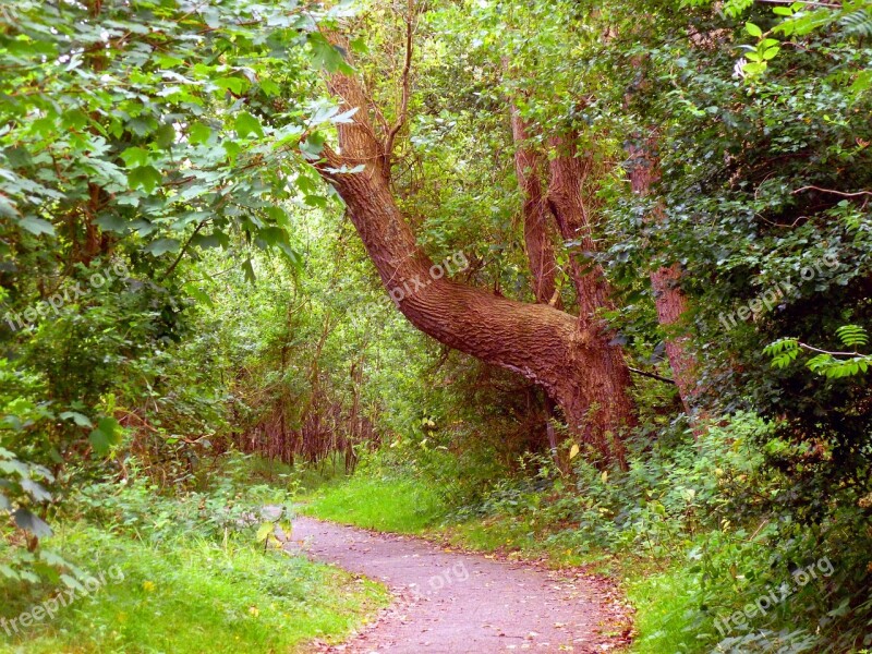 Tree Shrubs Nature Green Landscape