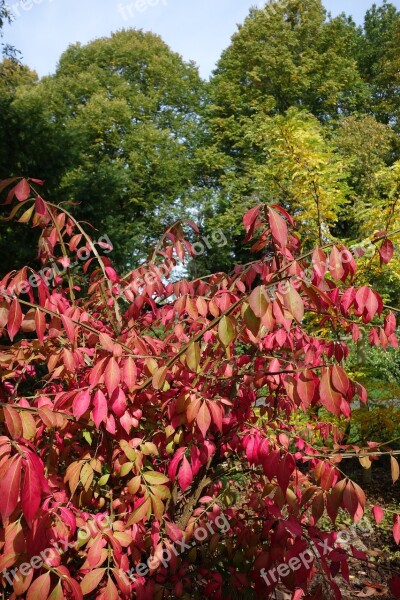 Autumn Leaves Bush Seasons Colorful